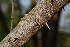 (Zanthoxylum capense - RL1228)  @11 [ ] Unspecified (default): All Rights Reserved  Unspecified Unspecified