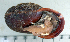  (Planispira - UF426613A)  @14 [ ] CreativeCommons - Attribution Non-Commercial Share-Alike (2011) John Slapcinsky Florida Museum of Natural History
