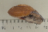  ( - UF435255A)  @13 [ ] CreativeCommons - Attribution Non-Commercial Share-Alike (2011) John Slapcinsky Florida Museum of Natural History