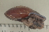  ( - UF435258B)  @12 [ ] CreativeCommons - Attribution Non-Commercial Share-Alike (2011) John Slapcinsky Florida Museum of Natural History