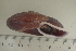  ( - UF435348A)  @13 [ ] CreativeCommons - Attribution Non-Commercial Share-Alike (2011) John Slapcinsky Florida Museum of Natural History
