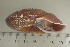  ( - UF435381A)  @13 [ ] CreativeCommons - Attribution Non-Commercial Share-Alike (2011) John Slapcinsky Florida Museum of Natural History
