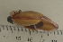  ( - UF435276A)  @12 [ ] CreativeCommons - Attribution Non-Commercial Share-Alike (2011) John Slapcinsky Florida Museum of Natural History