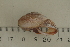  ( - UF420124A)  @13 [ ] CreativeCommons - Attribution Non-Commercial Share-Alike (2011) John Slapcinsky Florida Museum of Natural History