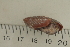  ( - UF435206A)  @12 [ ] CreativeCommons - Attribution Non-Commercial Share-Alike (2011) John Slapcinsky Florida Museum of Natural History
