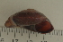  ( - UF435198A)  @12 [ ] CreativeCommons - Attribution Non-Commercial Share-Alike (2011) John Slapcinsky Florida Museum of Natural History