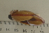  ( - UF435276A)  @12 [ ] CreativeCommons - Attribution Non-Commercial Share-Alike (2011) John Slapcinsky Florida Museum of Natural History