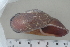  ( - UF420131A)  @11 [ ] CreativeCommons - Attribution Non-Commercial Share-Alike (2011) John Slapcinsky Florida Museum of Natural History