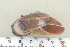  (Ampelita - UF435405A)  @14 [ ] CreativeCommons - Attribution Non-Commercial Share-Alike (2011) John Slapcinsky Florida Museum of Natural History