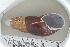 (Clavator eximius - UF435406A)  @11 [ ] CreativeCommons - Attribution Non-Commercial Share-Alike (2011) John Slapcinsky Florida Museum of Natural History