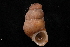  (Choanopoma largillierti - UF207138A)  @11 [ ] CreativeCommons - Attribution Non-Commercial Share-Alike (2012) John Slapcinsky Florida Museum of Natural History