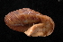  (Anguispira crassa - UF271326A)  @11 [ ] CreativeCommons - Attribution Non-Commercial Share-Alike (2012) John Slapcinsky Florida Museum of Natural History