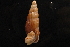  ( - UF302625A)  @11 [ ] CreativeCommons - Attribution Non-Commercial Share-Alike (2012) John Slapcinsky Florida Museum of Natural History