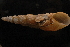  ( - UF302575A)  @11 [ ] CreativeCommons - Attribution Non-Commercial Share-Alike (2012) John Slapcinsky Florida Museum of Natural History