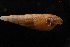  ( - UF302576A)  @11 [ ] CreativeCommons - Attribution Non-Commercial Share-Alike (2012) John Slapcinsky Florida Museum of Natural History
