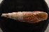  ( - UF441537A)  @13 [ ] CreativeCommons - Attribution Non-Commercial Share-Alike (2012) John Slapcinsky Florida Museum of Natural History