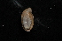  (Succinea rusticana - 408812A)  @11 [ ] CreativeCommons - Attribution Non-Commercial Share-Alike (2012) John Slapcinsky Florida Museum of Natural History