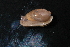  ( - 403095A)  @11 [ ] CreativeCommons - Attribution Non-Commercial Share-Alike (2012) John Slapcinsky Florida Museum of Natural History