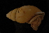 (Amphidromus - 116438A)  @12 [ ] CreativeCommons - Attribution Non-Commercial (2013) John Slapcinsky Florida Museum of Natural History
