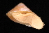  (Palaeohelicina fischeriana - 303728A)  @13 [ ] CreativeCommons - Attribution Non-Commercial (2013) John Slapcinsky Florida Museum of Natural History