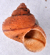  (Tropidophora plurilirata - NMSA-W5340A)  @13 [ ] CreativeCommons - Attribution Non-Commercial Share-Alike (2011) John Slapcinsky Florida Museum of Natural History