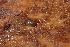  ( - UF447049A)  @13 [ ] CreativeCommons - Attribution Non-Commercial Share-Alike (2011) John Slapcinsky Florida Museum of Natural History