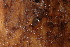  (Glyphyalinia - UF447049A)  @14 [ ] CreativeCommons - Attribution Non-Commercial Share-Alike (2011) John Slapcinsky Florida Museum of Natural History