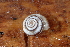  (Cernuella - UF447068A)  @13 [ ] CreativeCommons - Attribution Non-Commercial Share-Alike (2011) John Slapcinsky Florida Museum of Natural History