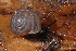  ( - UF447072A)  @13 [ ] CreativeCommons - Attribution Non-Commercial Share-Alike (2011) John Slapcinsky Florida Museum of Natural History