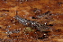  ( - UF447073A)  @13 [ ] CreativeCommons - Attribution Non-Commercial Share-Alike (2011) John Slapcinsky Florida Museum of Natural History
