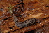  ( - UF447073A)  @13 [ ] CreativeCommons - Attribution Non-Commercial Share-Alike (2011) John Slapcinsky Florida Museum of Natural History