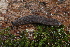  ( - UF447087A)  @11 [ ] CreativeCommons - Attribution Non-Commercial Share-Alike (2011) John Slapcinsky Florida Museum of Natural History