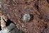  ( - UF447100A)  @11 [ ] CreativeCommons - Attribution Non-Commercial Share-Alike (2011) John Slapcinsky Florida Museum of Natural History