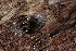  ( - UF447100A)  @11 [ ] CreativeCommons - Attribution Non-Commercial Share-Alike (2011) John Slapcinsky Florida Museum of Natural History