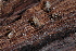  ( - UF447104A)  @11 [ ] CreativeCommons - Attribution Non-Commercial Share-Alike (2011) John Slapcinsky Florida Museum of Natural History