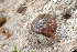  ( - UF447177A)  @13 [ ] CreativeCommons - Attribution Non-Commercial Share-Alike (2011) John Slapcinsky Florida Museum of Natural History