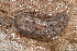  ( - UF447180A)  @12 [ ] CreativeCommons - Attribution Non-Commercial Share-Alike (2011) John Slapcinsky Florida Museum of Natural History