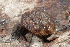  ( - UF447152A)  @12 [ ] CreativeCommons - Attribution Non-Commercial Share-Alike (2011) John Slapcinsky Florida Museum of Natural History