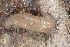  ( - UF447155A)  @12 [ ] CreativeCommons - Attribution Non-Commercial Share-Alike (2011) John Slapcinsky Florida Museum of Natural History