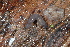  ( - UF447169A)  @11 [ ] CreativeCommons - Attribution Non-Commercial Share-Alike (2011) John Slapcinsky Florida Museum of Natural History