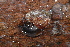  (Anguispira strongyloides - UF447113A)  @15 [ ] CreativeCommons - Attribution Non-Commercial Share-Alike (2011) John Slapcinsky Florida Museum of Natural History