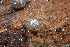  ( - UF447122A)  @11 [ ] CreativeCommons - Attribution Non-Commercial Share-Alike (2011) John Slapcinsky Florida Museum of Natural History