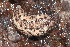  (Philomycus venustus - UF447116A)  @13 [ ] CreativeCommons - Attribution Non-Commercial Share-Alike (2011) John Slapcinsky Florida Museum of Natural History