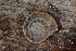 (Anguispira alabama - UF447202A)  @13 [ ] CreativeCommons - Attribution Non-Commercial Share-Alike (2011) John Slapcinsky Florida Museum of Natural History