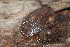 ( - UF447186A)  @11 [ ] CreativeCommons - Attribution Non-Commercial Share-Alike (2011) John Slapcinsky Florida Museum of Natural History