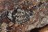  ( - UF447224A)  @11 [ ] CreativeCommons - Attribution Non-Commercial Share-Alike (2011) John Slapcinsky Florida Museum of Natural History