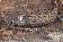  ( - UF447224A)  @11 [ ] CreativeCommons - Attribution Non-Commercial Share-Alike (2011) John Slapcinsky Florida Museum of Natural History