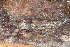 ( - UF447224A)  @11 [ ] CreativeCommons - Attribution Non-Commercial Share-Alike (2011) John Slapcinsky Florida Museum of Natural History