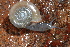 (Haplotrema concavum - UF447227A)  @15 [ ] CreativeCommons - Attribution Non-Commercial Share-Alike (2011) John Slapcinsky Florida Museum of Natural History