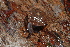  ( - UF447226A)  @11 [ ] CreativeCommons - Attribution Non-Commercial Share-Alike (2011) John Slapcinsky Florida Museum of Natural History